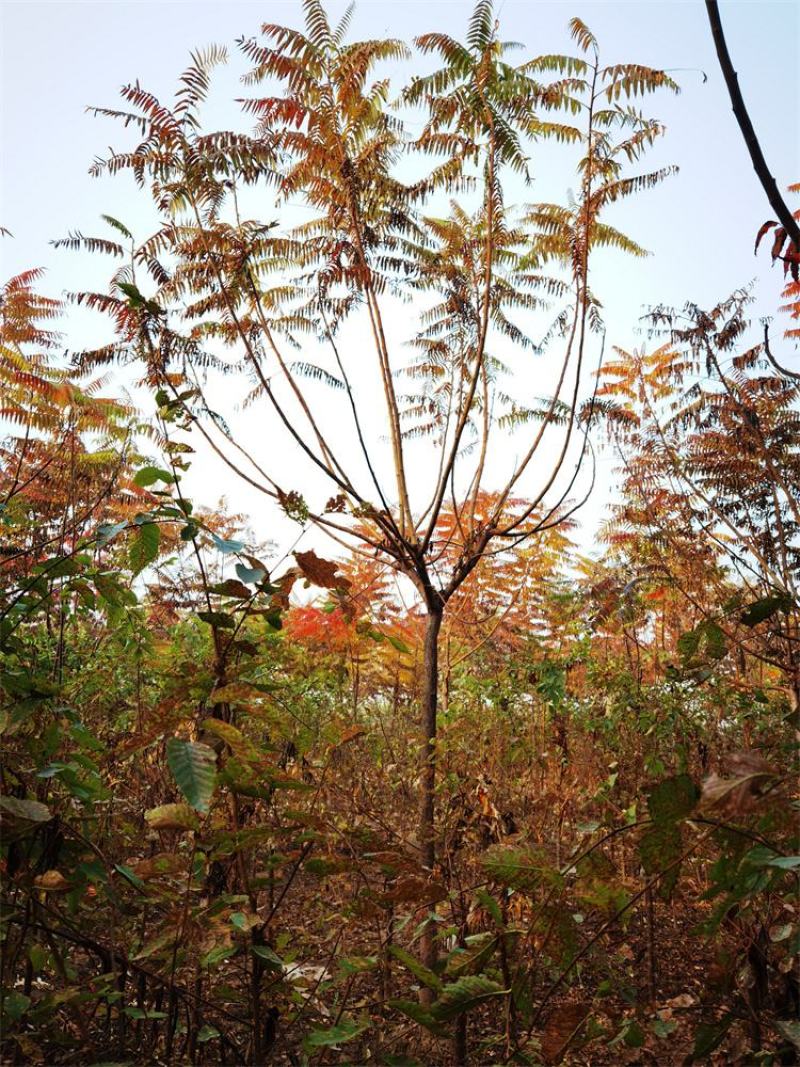 河北火炬树6-7-8公分火炬树苗木购销基地加农户