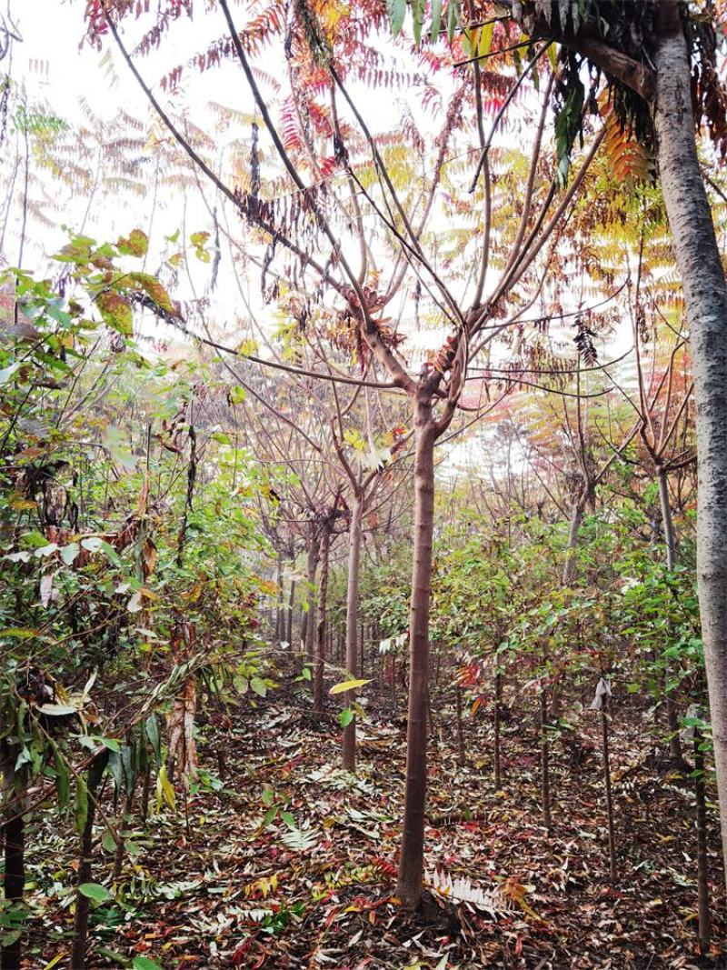 河北火炬树6-7-8公分火炬树苗木购销基地加农户