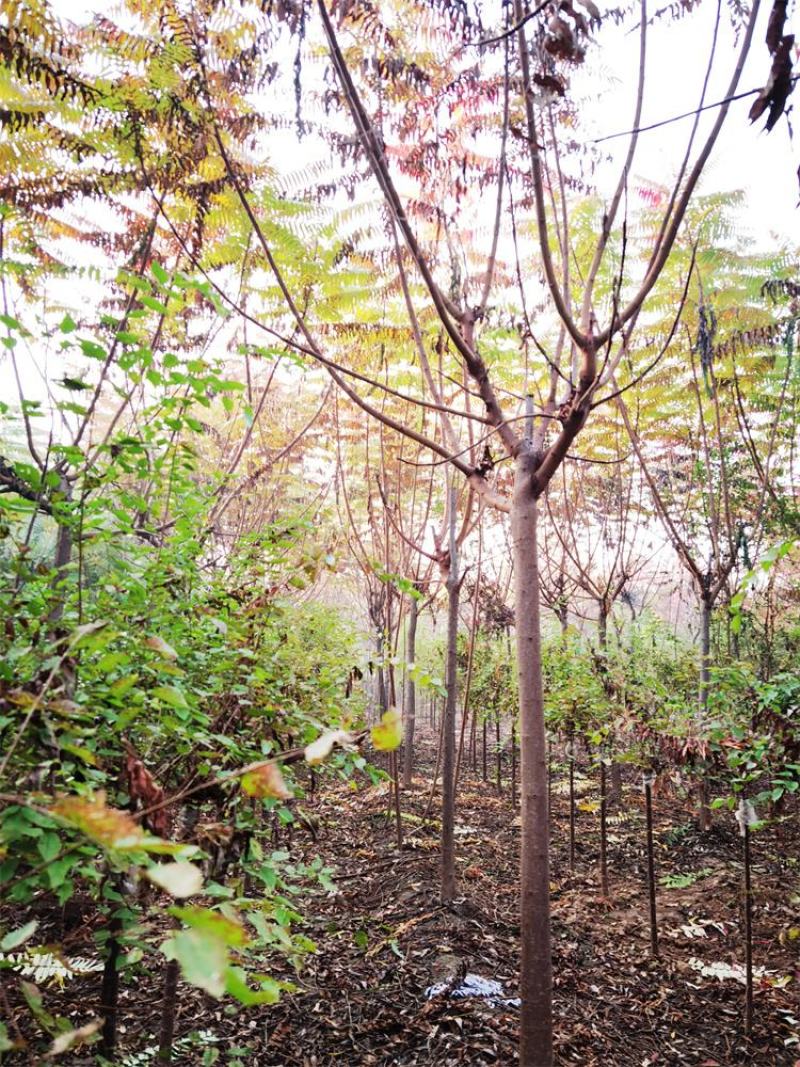 河北火炬树6-7-8公分火炬树苗木购销基地加农户