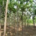 河北火炬树6-7-8公分火炬树苗木购销基地加农户