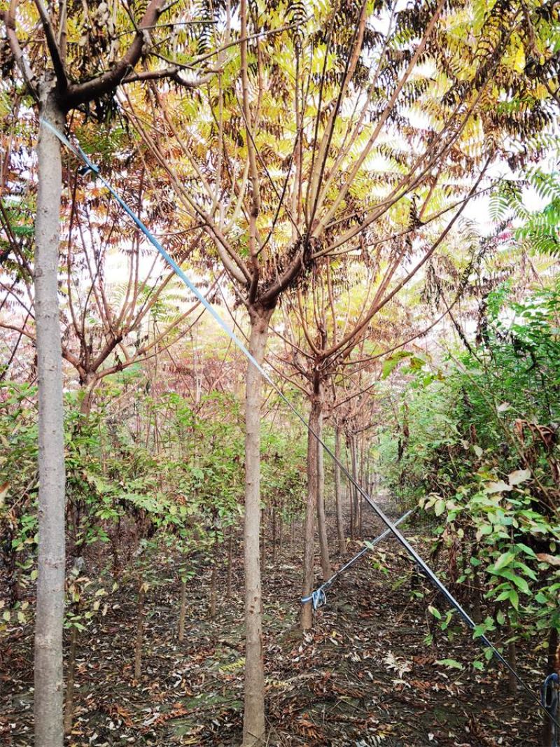 河北火炬树6-7-8公分火炬树苗木购销基地加农户