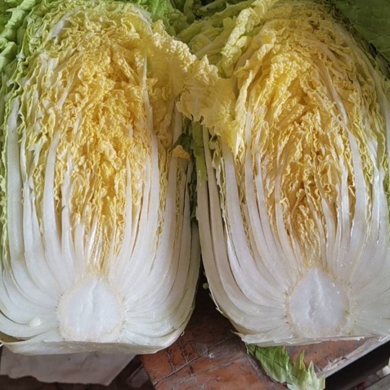 精品黄心大白菜大量上市～产地一手货源一次合作终身朋友