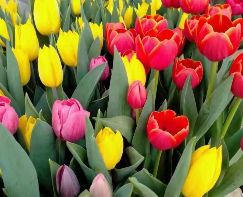 郁金香多色郁金香郁金香花海郁金香杯苗