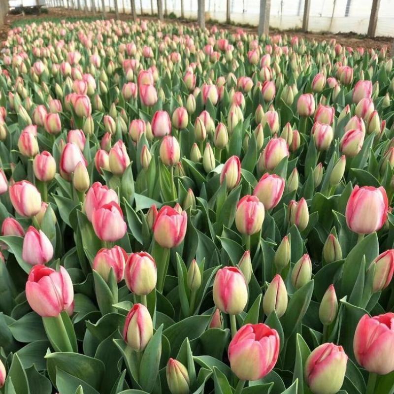郁金香多色郁金香郁金香花海郁金香杯苗