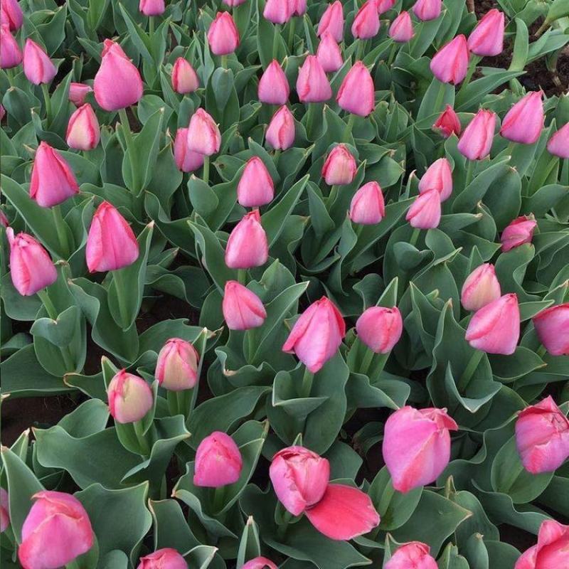 郁金香多色郁金香郁金香花海郁金香杯苗