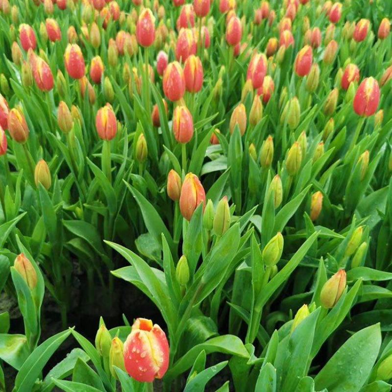 郁金香多色郁金香郁金香花海郁金香杯苗