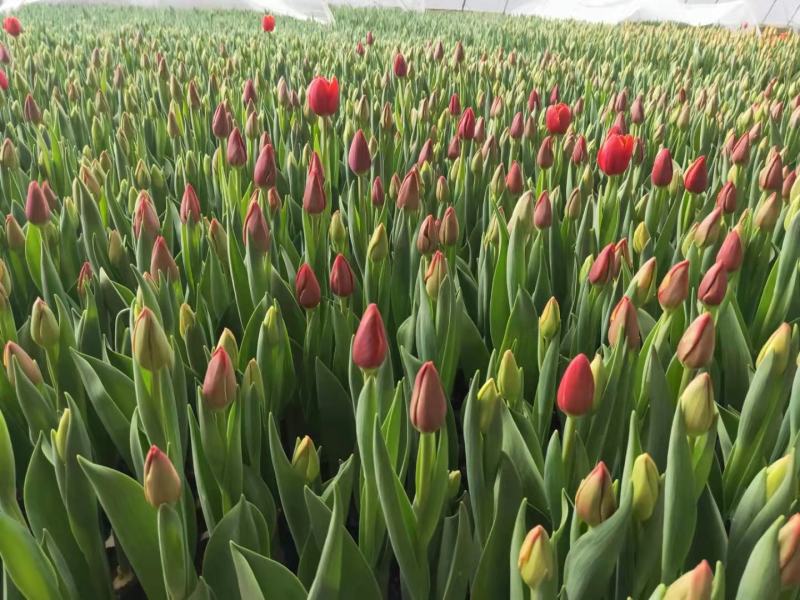 郁金香多色郁金香郁金香花海郁金香杯苗