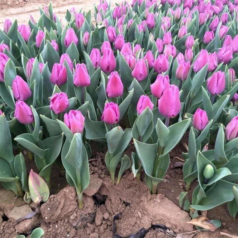 郁金香多色郁金香郁金香花海郁金香杯苗