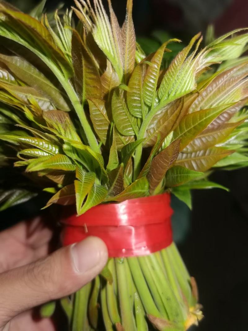 陕西大棚红油香椿芽，基地直供，长期合作，货源充足。