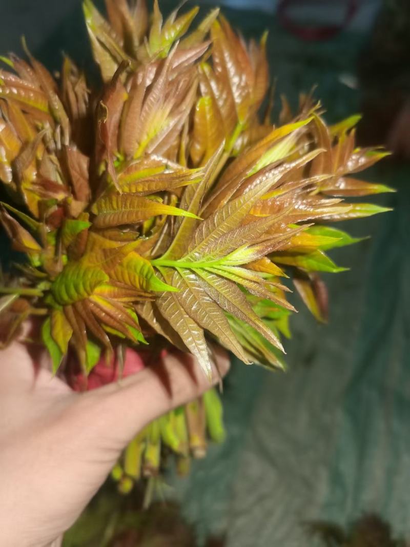 陕西大棚红油香椿芽，基地直供，长期合作，货源充足。