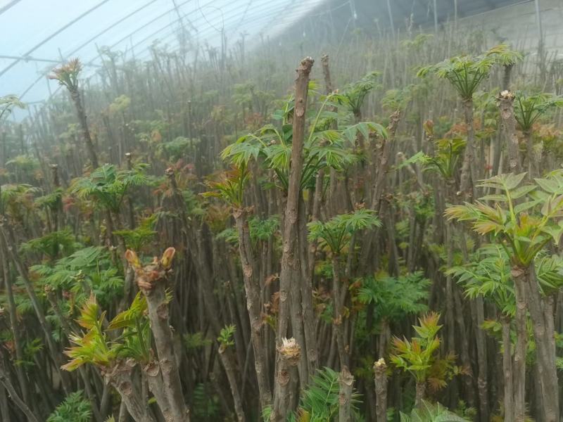 陕西大棚红油香椿芽，基地直供，长期合作，货源充足。