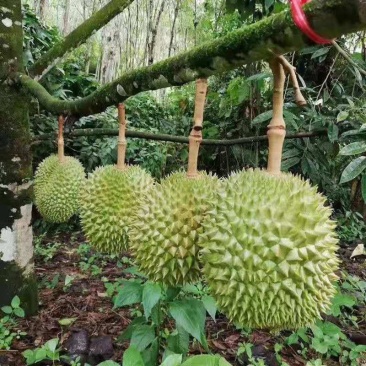 榴莲树苗四季盆栽地栽南北方种植金枕头榴莲苗果树