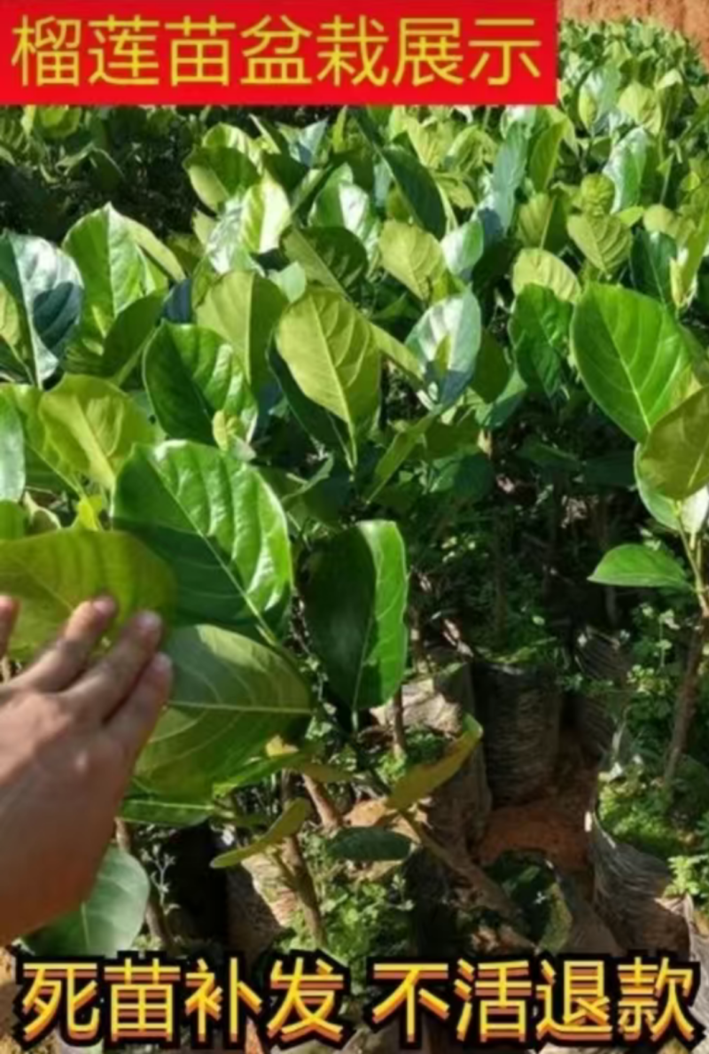 榴莲树苗四季盆栽地栽南北方种植金枕头榴莲苗果树