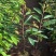 榴莲树苗四季盆栽地栽南北方种植金枕头榴莲苗果树
