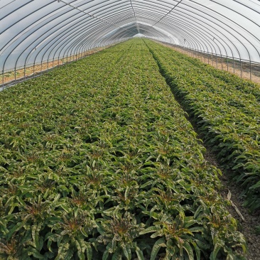 兰陵县莴笋大量上市～大量供应各大超市.电商.食堂.批发市