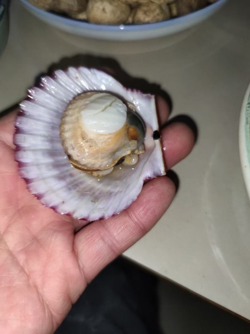 新鲜大扇贝