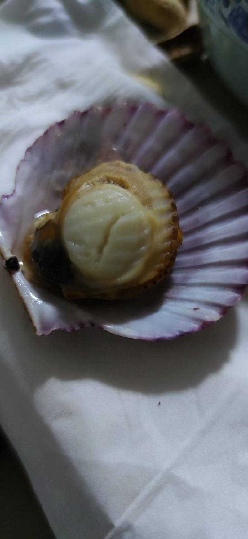 新鲜大扇贝