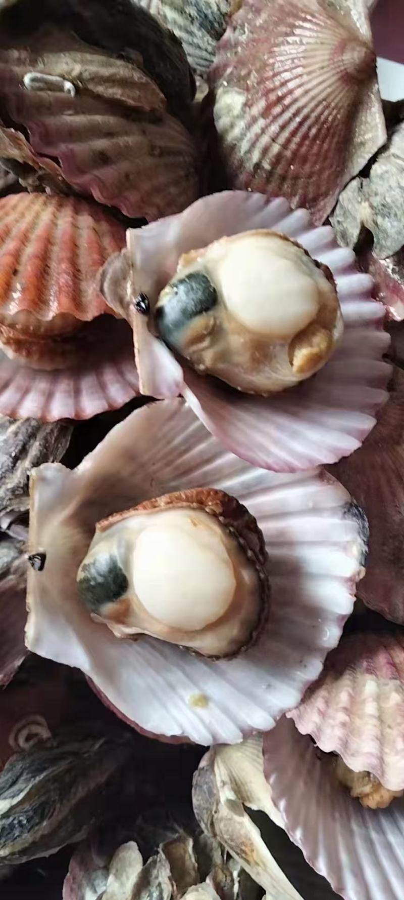 新鲜大扇贝