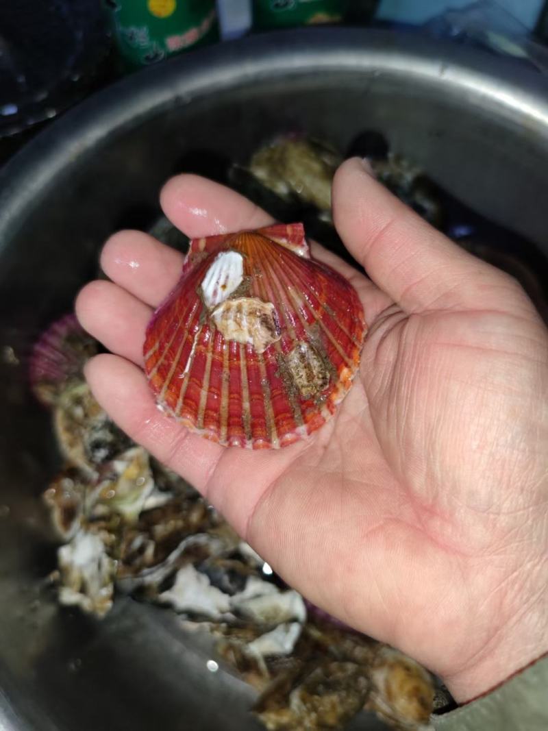 新鲜大扇贝