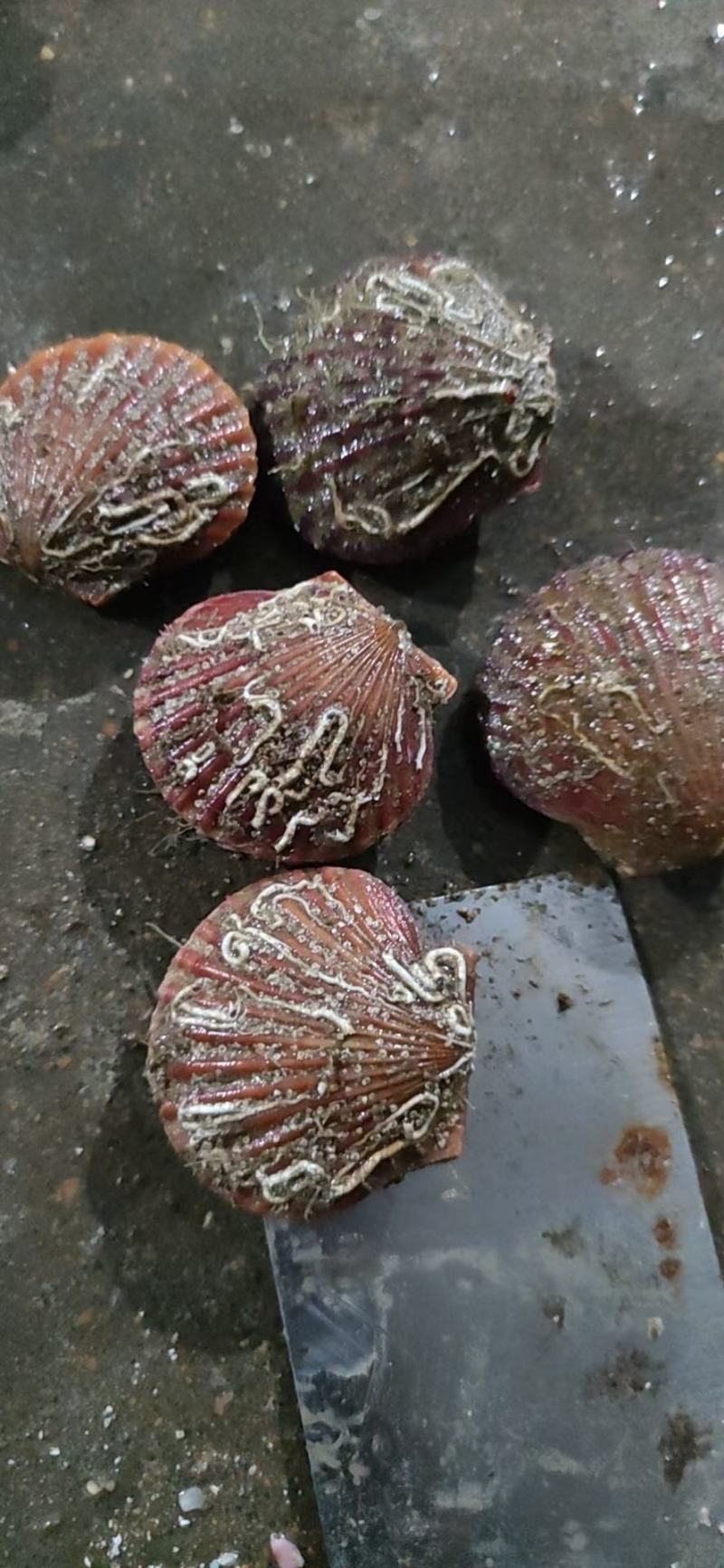 新鲜大扇贝