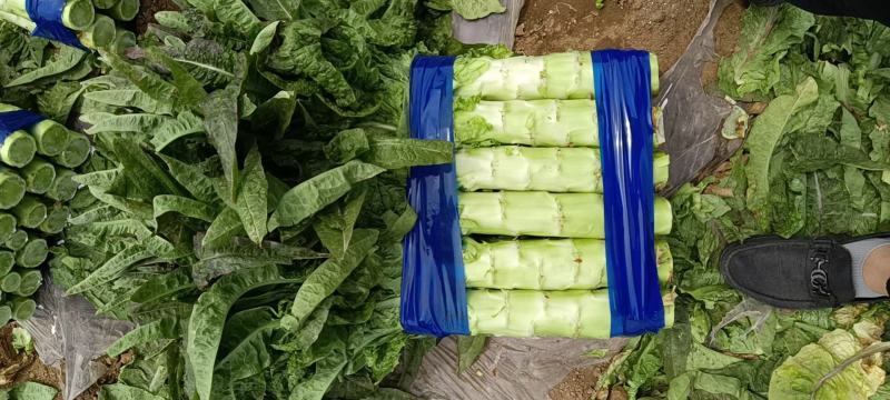 兰陵县莴笋大量上市～大量供应各大超市.电商.食堂.批发市