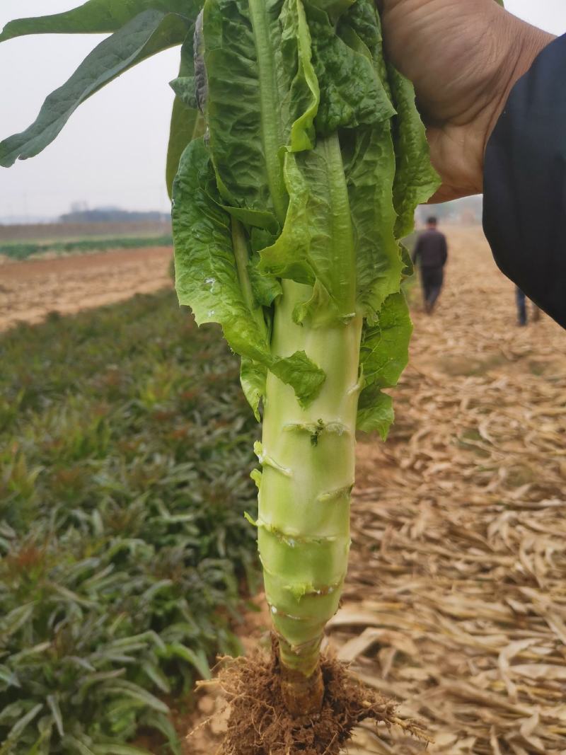 兰陵县莴笋大量上市～大量供应各大超市.电商.食堂.批发市