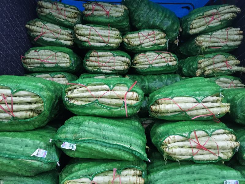 兰陵县莴笋大量上市～大量供应各大超市.电商.食堂.批发市