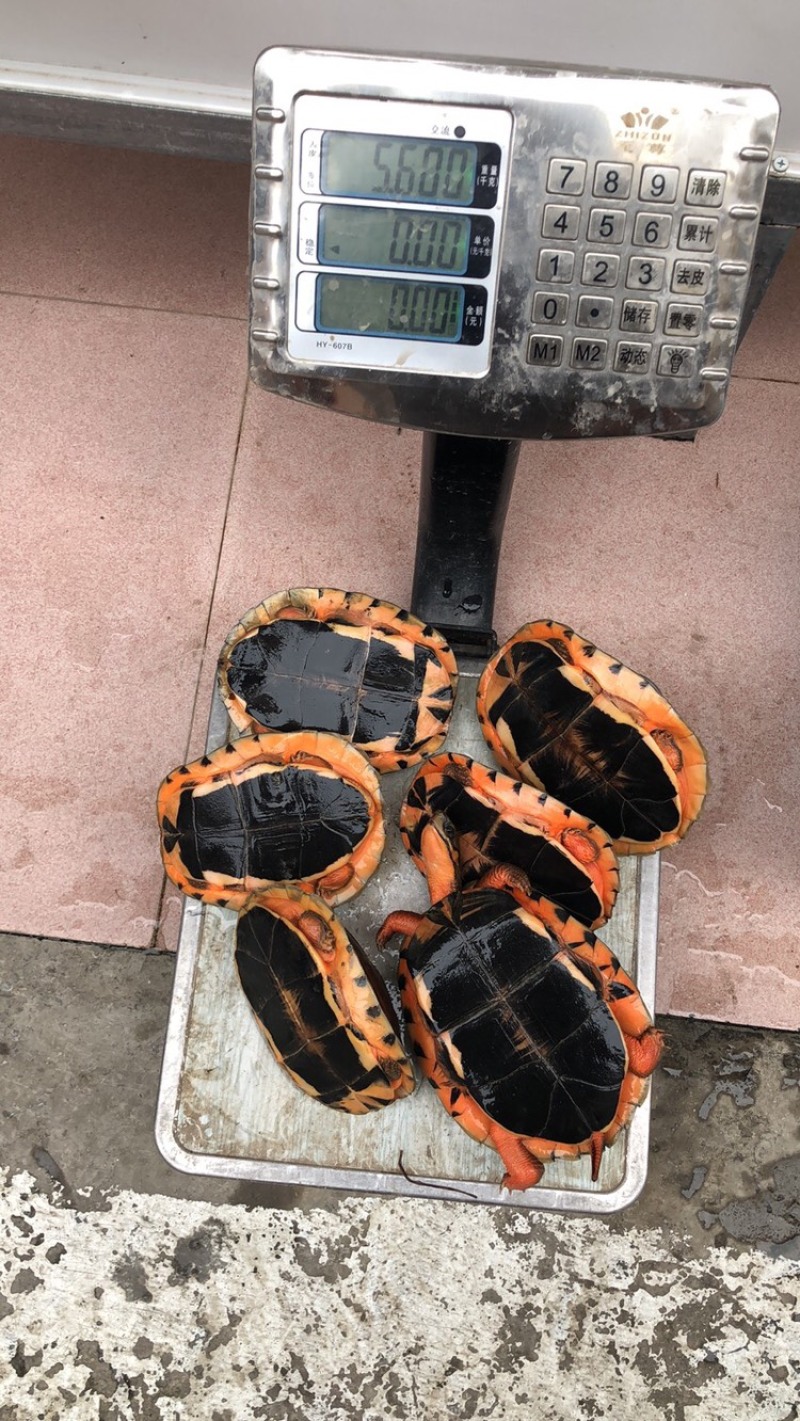 本养殖基地自家养殖人工孵化出的：金钱龟（各种规格都有）