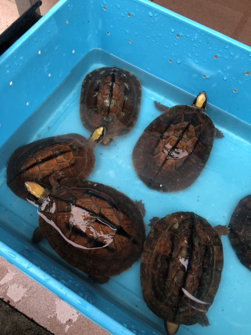 本养殖基地自家养殖人工孵化出的：金钱龟（各种规格都有）