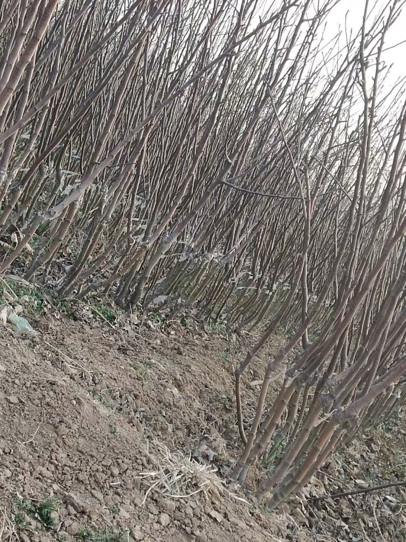 大量供应:苹果苗，乔化苹果苗，矮化苹果苗！各种果树苗