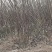 大量供应:苹果苗，乔化苹果苗，矮化苹果苗！各种果树苗