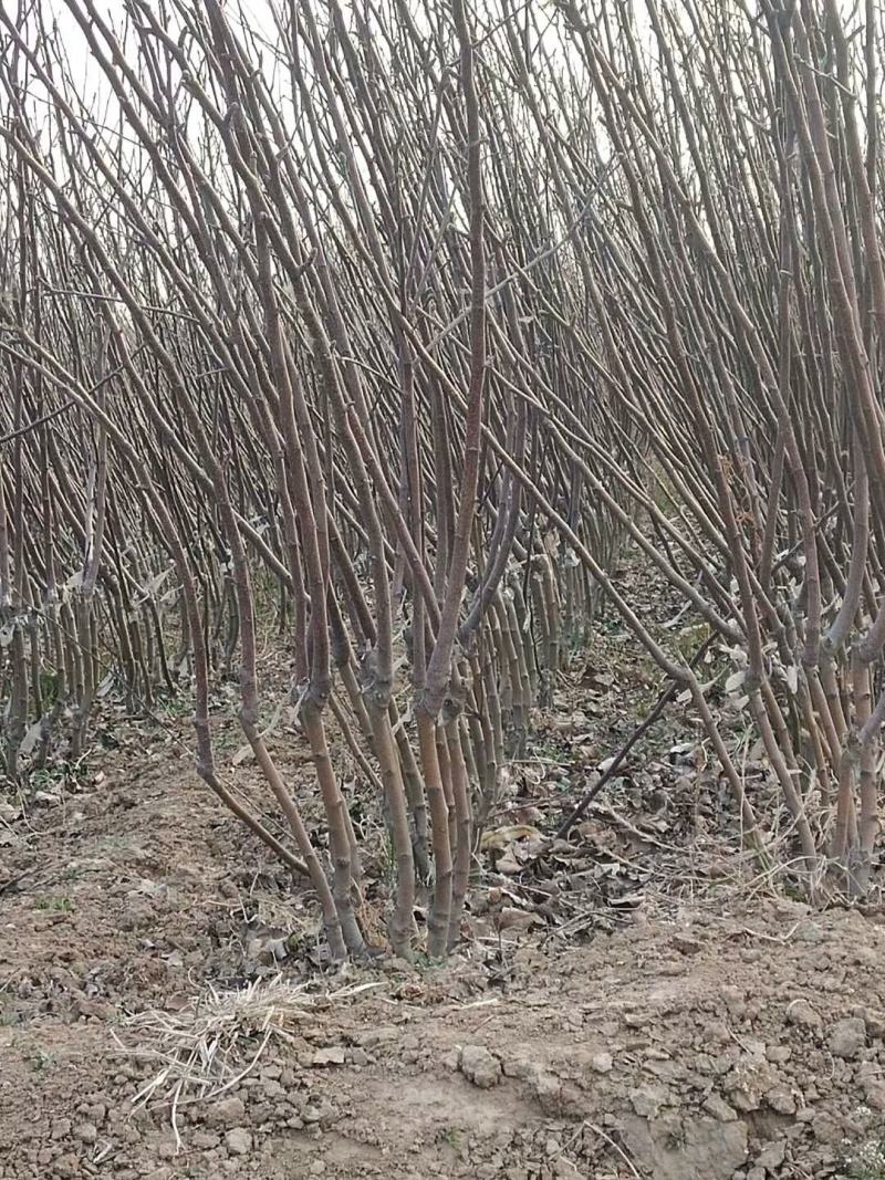 大量供应:苹果苗，乔化苹果苗，矮化苹果苗！各种果树苗