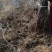 大量供应:苹果苗，乔化苹果苗，矮化苹果苗！各种果树苗