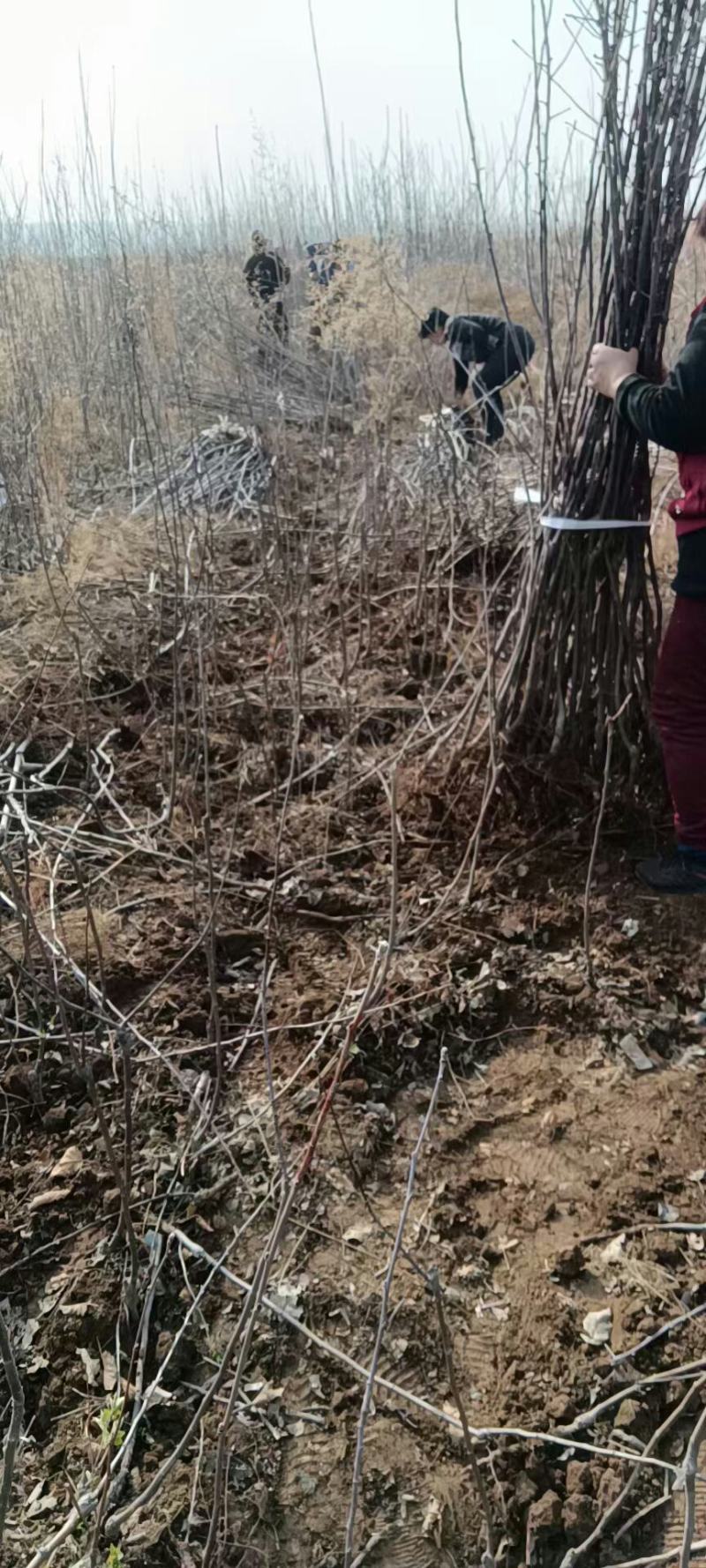 大量供应:苹果苗，乔化苹果苗，矮化苹果苗！各种果树苗