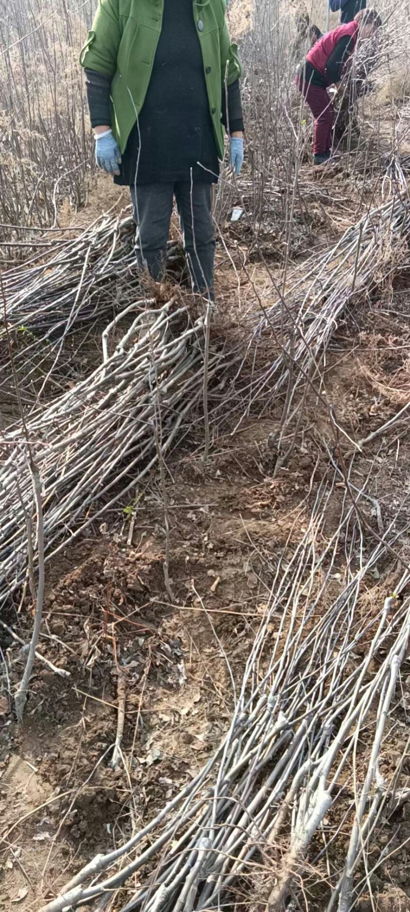 大量供应:苹果苗，乔化苹果苗，矮化苹果苗！各种果树苗