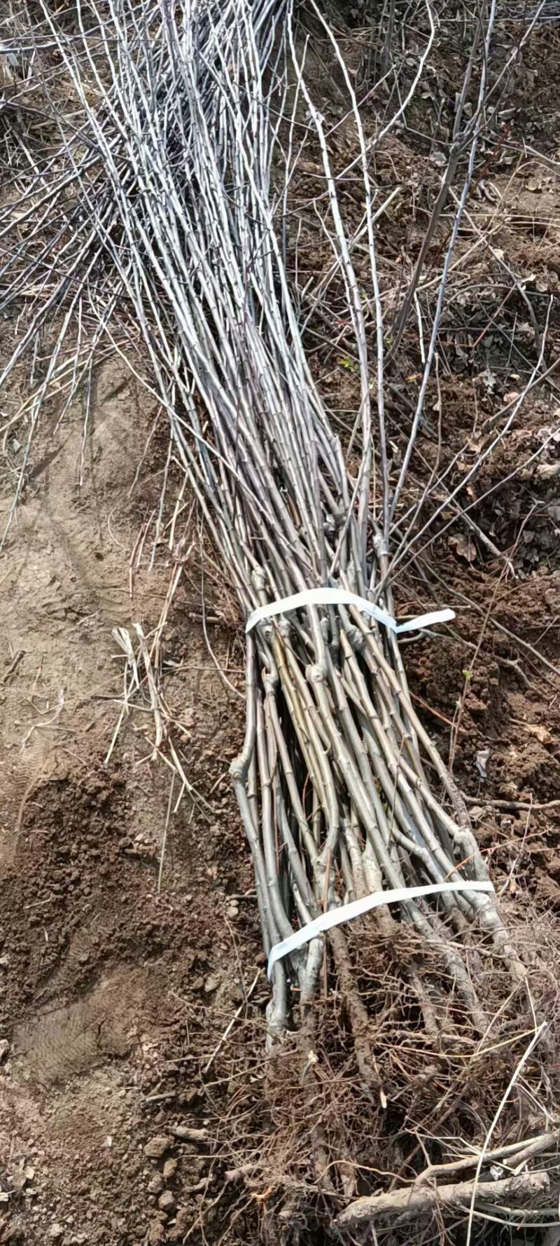 大量供应:苹果苗，乔化苹果苗，矮化苹果苗！各种果树苗