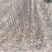 大量供应:苹果苗，乔化苹果苗，矮化苹果苗！各种果树苗