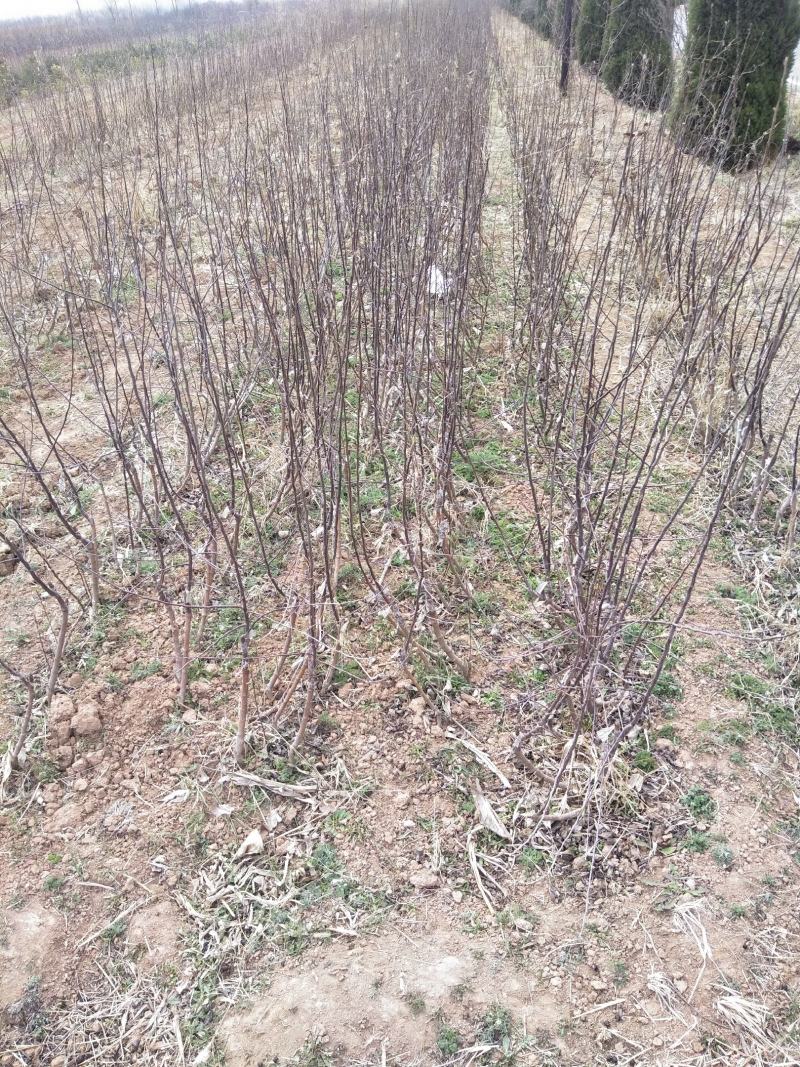 大量供应:苹果苗，乔化苹果苗，矮化苹果苗！各种果树苗