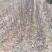 大量供应:苹果苗，乔化苹果苗，矮化苹果苗！各种果树苗