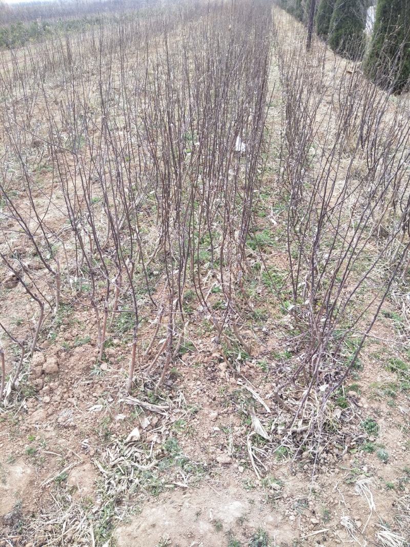 大量供应:苹果苗，乔化苹果苗，矮化苹果苗！各种果树苗