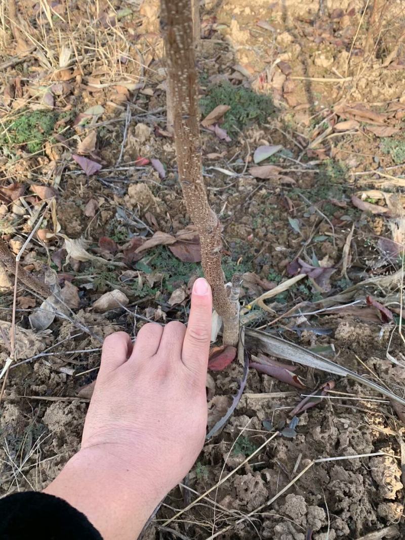 杏树成品苗，金太阳，凯特，果树成品苗，保湿包邮！