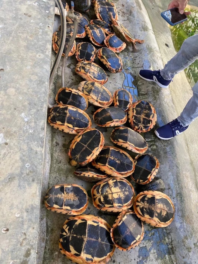 本养殖基地自家养殖人工孵化出的：金钱龟（各种规格都有）