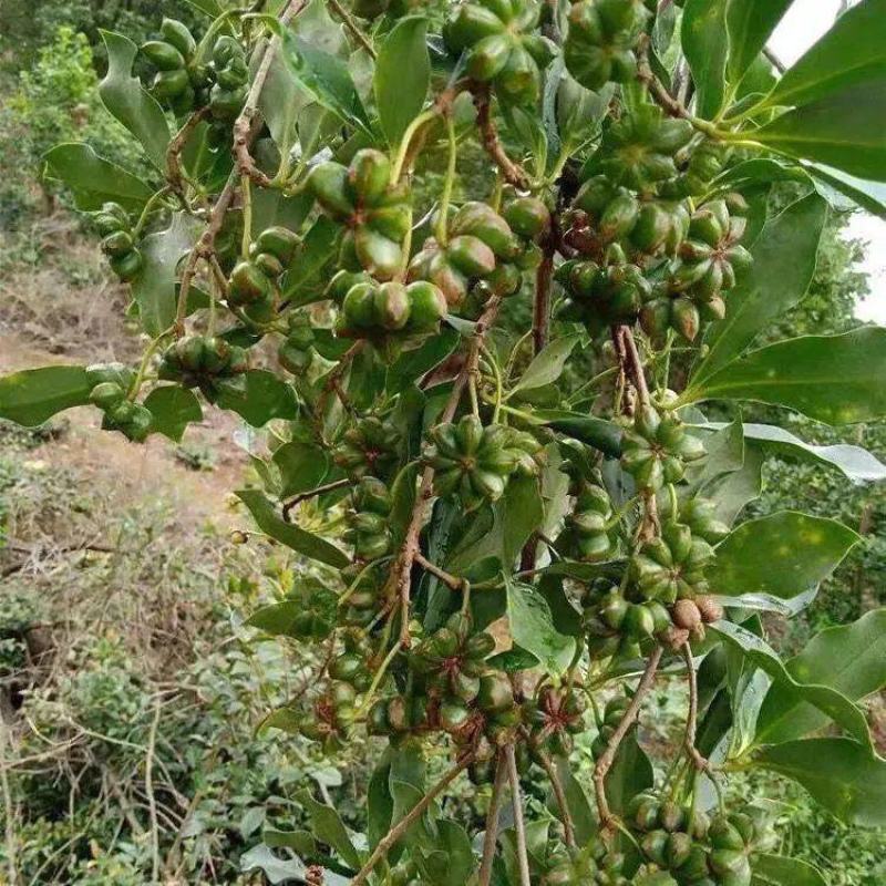 八角树苗嫁接八角苗食用茴香大料小苗大红八角苗