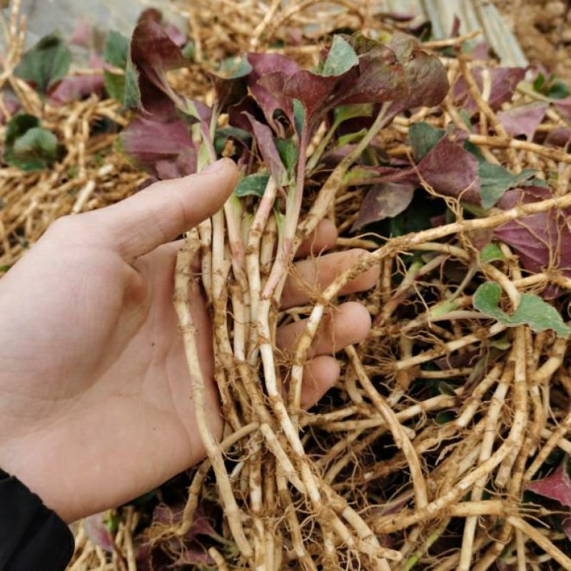 鱼腥草苗新鲜折耳根种根现挖包成活四季鱼腥草种苗