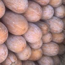 海南优质农产品冬季瓜菜南瓜