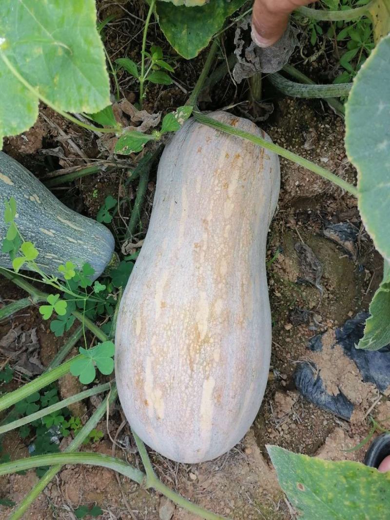 海南优质农产品冬季瓜菜南瓜