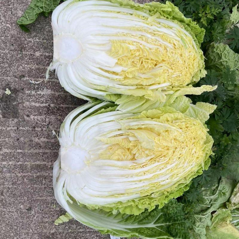 黄心白菜