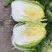 黄心白菜
