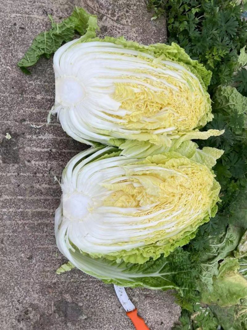 黄心白菜