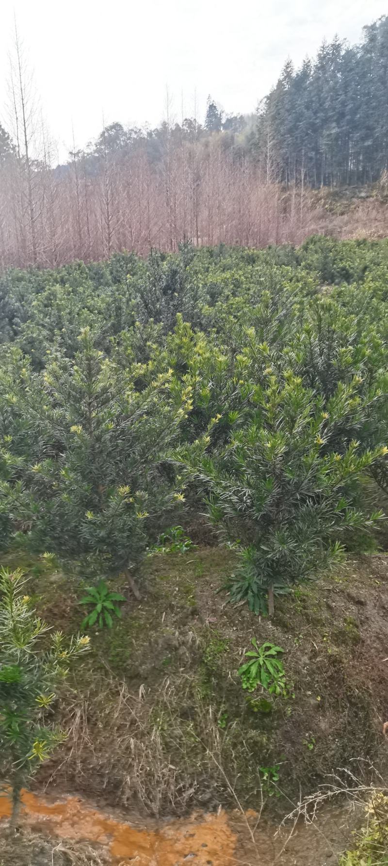 2公分罗汉松苗，江西中叶罗汉松，自家苗圃直供，自产自销